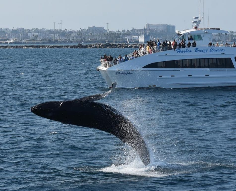 West Harbor: Whale and Dolphin Watching Cruise - Photo 1 of 7